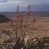 Aloe dhufarensis (Dhofar, Oman).jpg